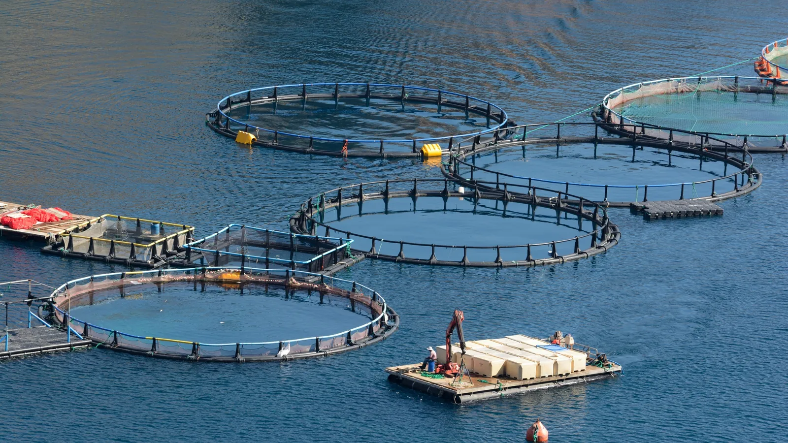 Trouver un expert-comptable pour de l&rsquo;aquaculture