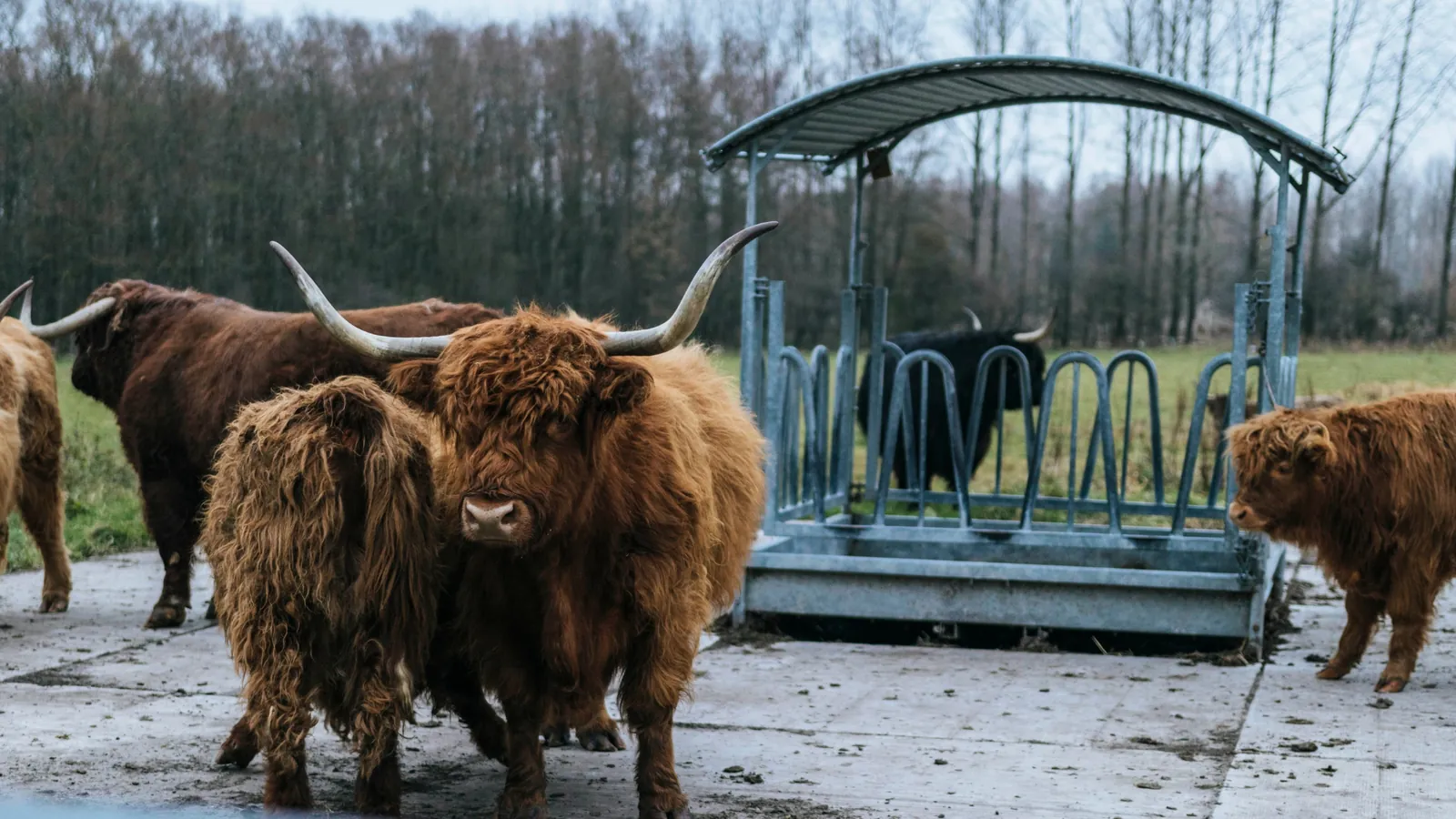 Trouver un expert-comptable pour un élevage de bisons