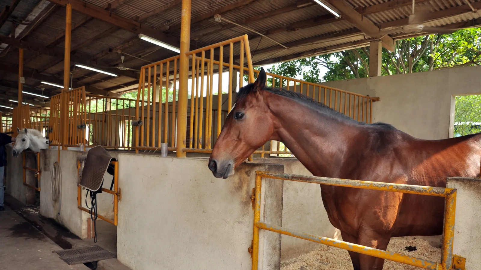 Trouver un expert-comptable pour un élevage de chevaux