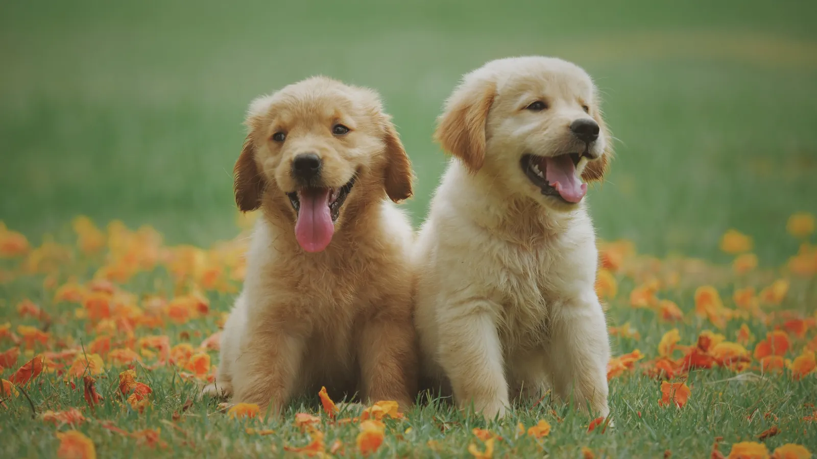 Trouver un expert-comptable pour un éleveur de chiens de race