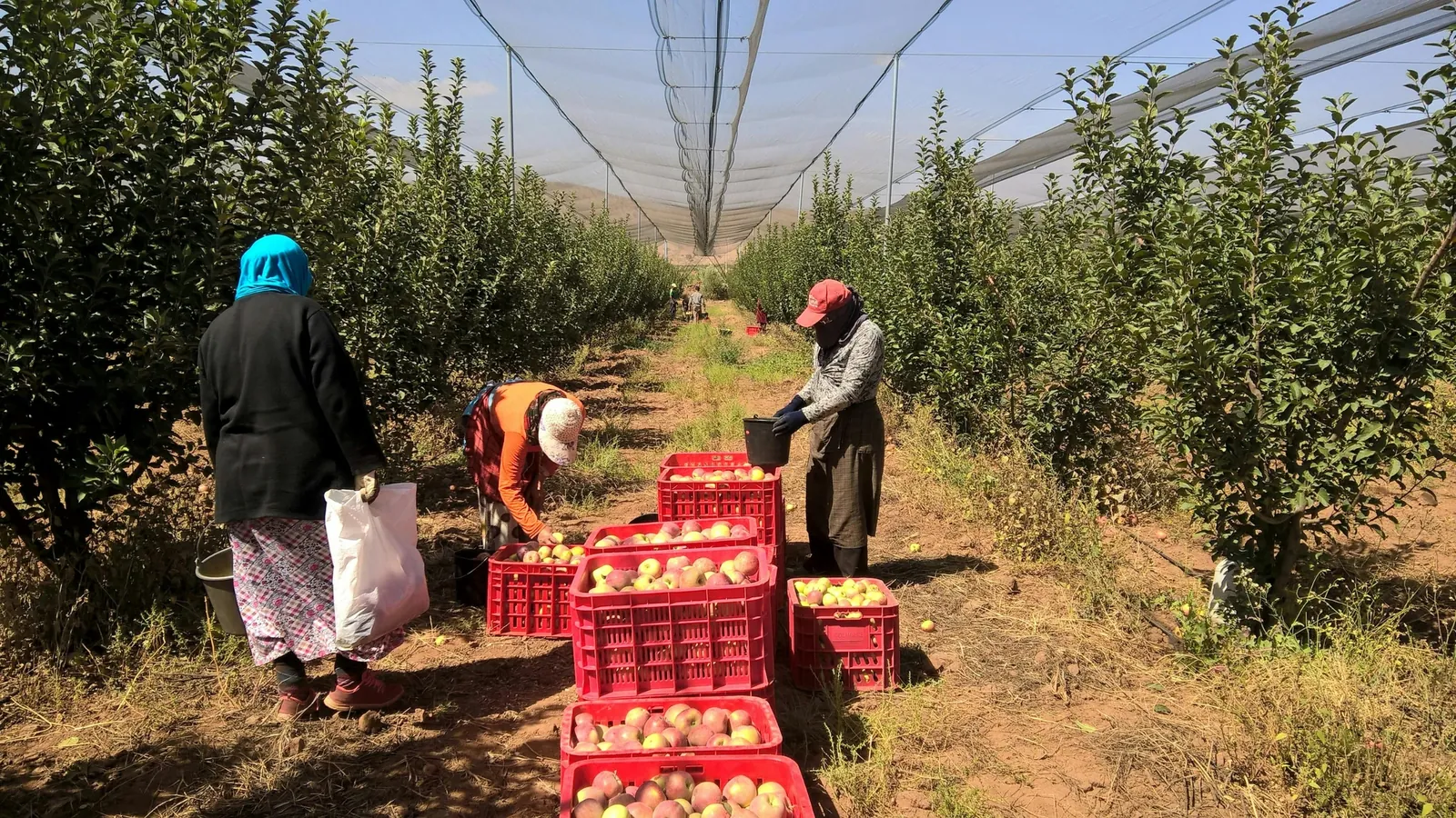 Trouver un expert-comptable pour un ouvrier agricole indépendant